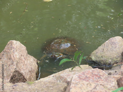 Turtle in the lake