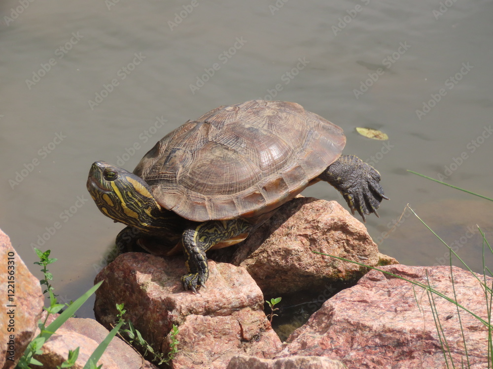 Fototapeta premium turtle on the rocks