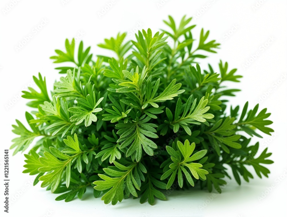 Fototapeta premium Vibrant Green Herbal Plant