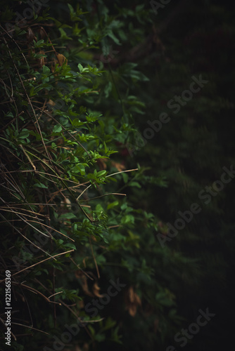 Nature nature 