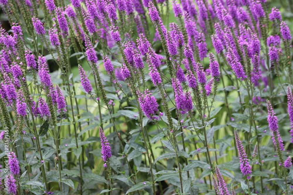 Fototapeta premium Veronica spicata, spiked speedwell plant with violet flowers.