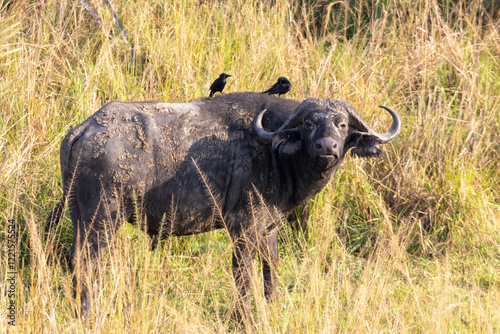 Photography African buffalo