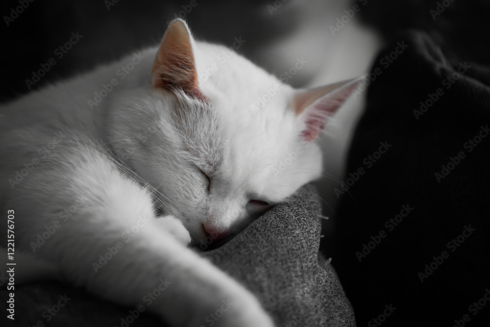White cat sleeps on a gray pillow