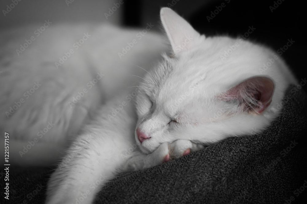 White cat sleeps on a gray pillow