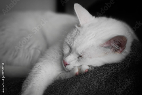Obraz na płótnie White cat sleeps on a gray pillow w salonie