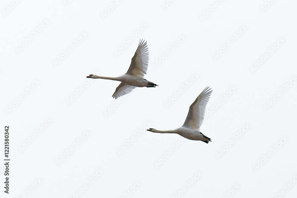 Obraz premium seagulls in flight