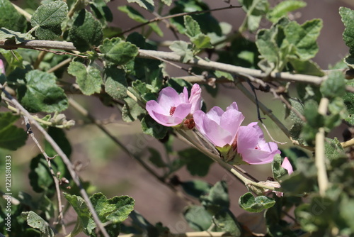 Splendid Chaparral Bushmallow, Malacothamnus Fasciculatus Variety Laxiflorus, a grand native synoecious shrub displaying cymose spike inflorescences during early Spring in the Santa Monica Mountains. photo