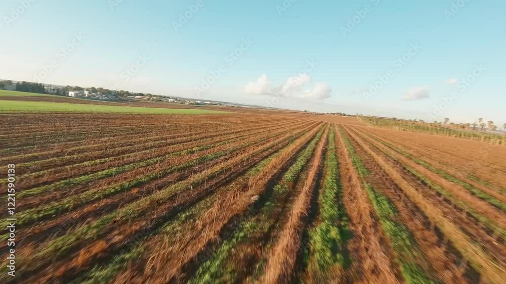 Aerial fpv video of Mitzpe Tal palm trees and vineyards Israel Aerial fpv video of Mitzpe Tal palm trees and vineyards Israel