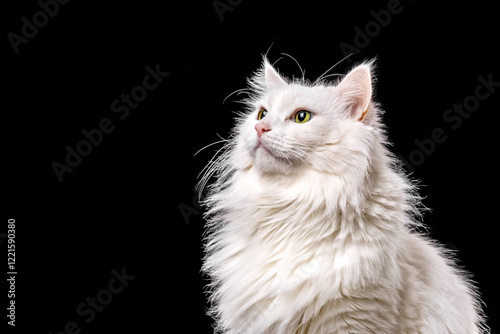 Photos White angora cat on black background, close-up portrait with copy space for text