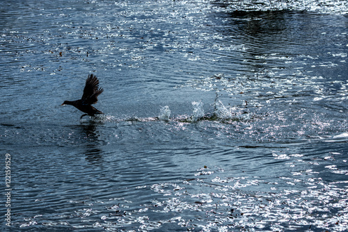 Photography Moorhen (Gallinula chloropus) - Common in wetlands, Bull Island, Dublin