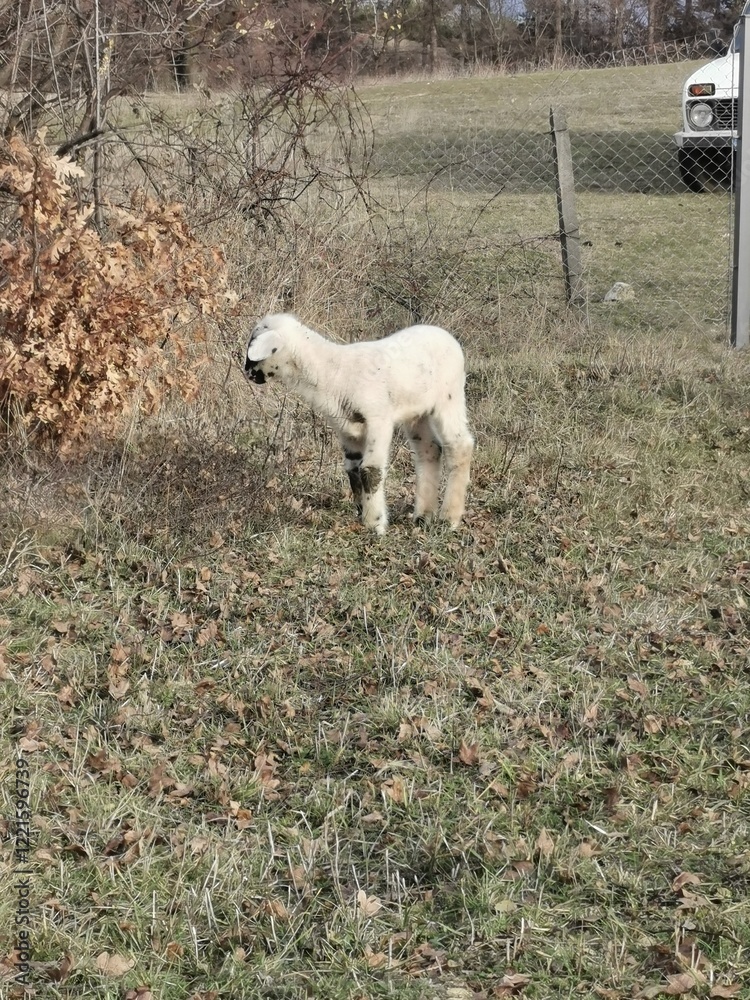 Fototapeta premium sheep and lamb