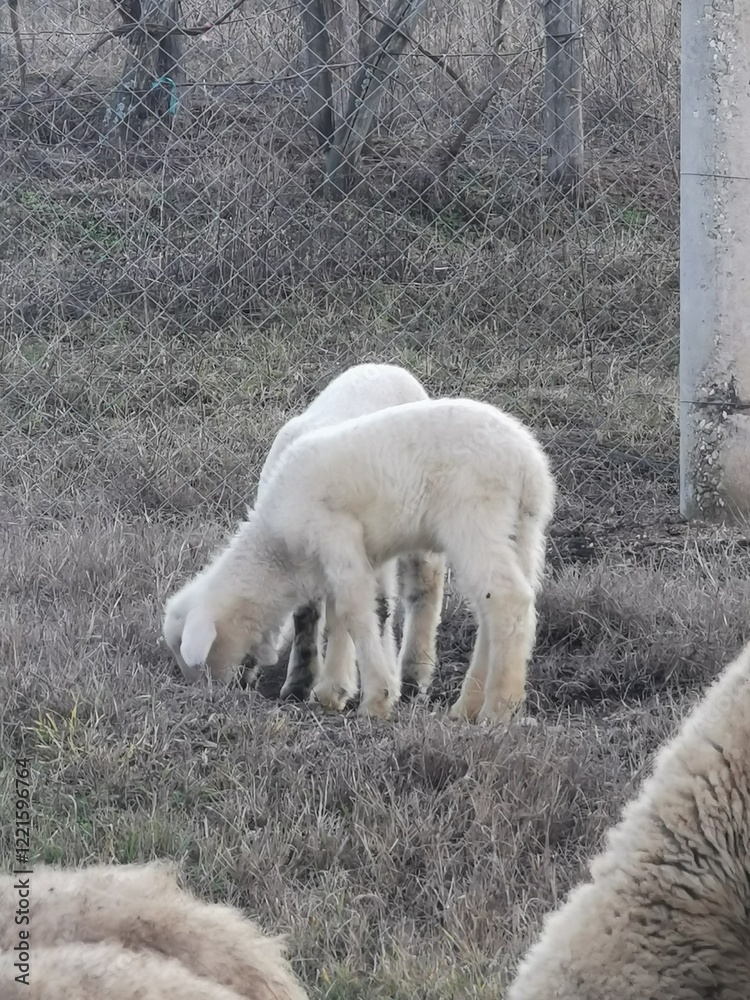 Fototapeta premium sheep and lambs
