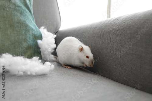 White rat with chewed pillo...