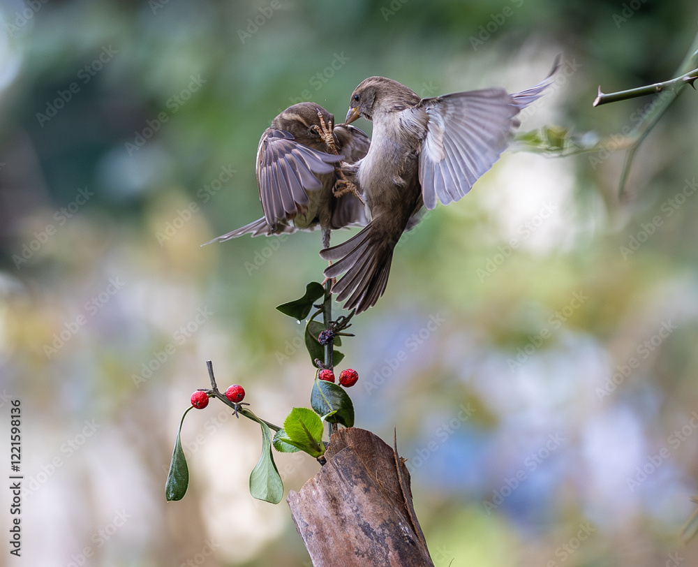 In winter, disputes over food offer excellent postures for birds, such as sparrows.