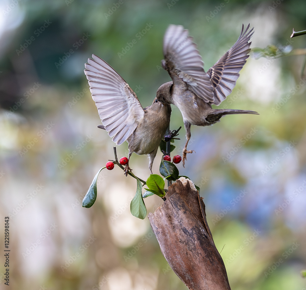 In winter, disputes over food offer excellent postures for birds, such as sparrows.