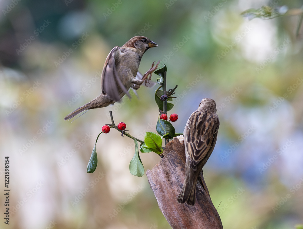 In winter, disputes over food offer excellent postures for birds, such as sparrows.