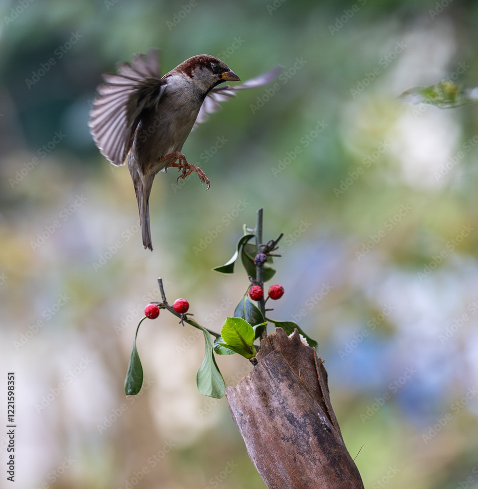 In winter, disputes over food offer excellent postures for birds, such as sparrows.