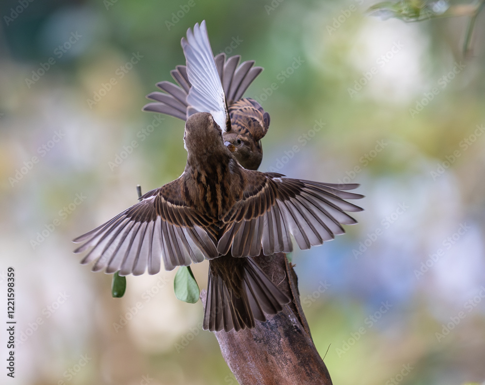 In winter, disputes over food offer excellent postures for birds, such as sparrows.