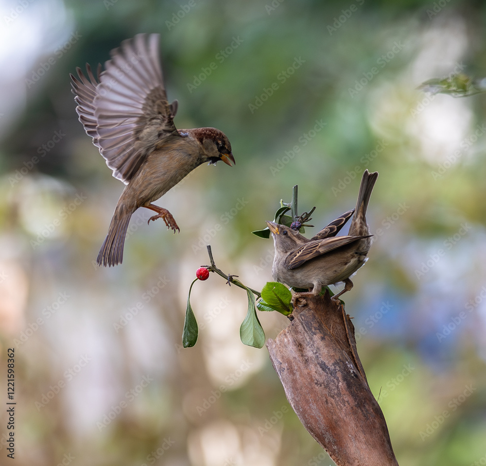 In winter, disputes over food offer excellent postures for birds, such as sparrows.