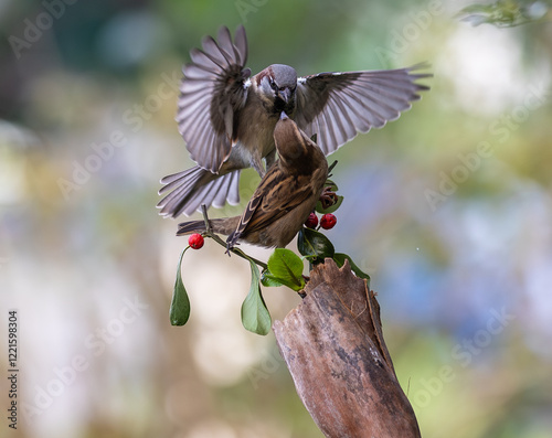 In winter, disputes over food offer excellent postures for birds, such as sparrows.