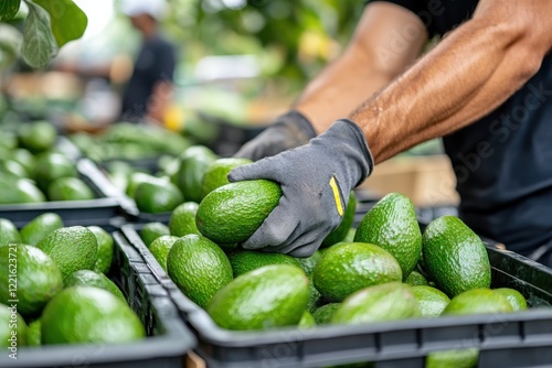 A farmer's hand skillfully selecting ripened avocados, surrounded by a bountiful harvest, showcasing the beauty and effort of organic produce and farm life.