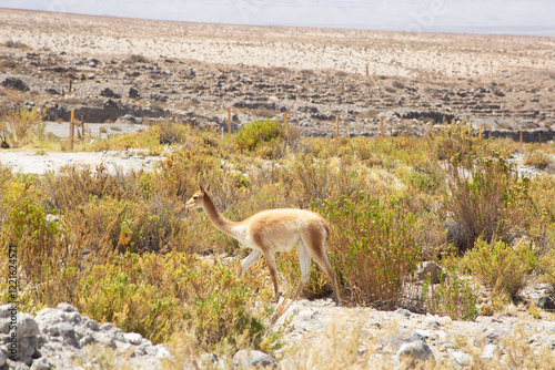 Wild vicuña grazing in the tolar photo