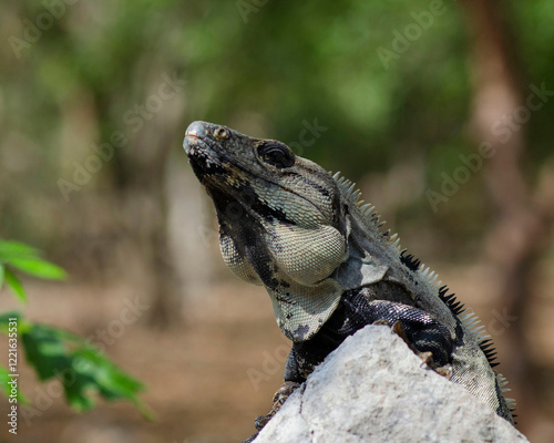 Large Iguana Resting on a Rock in Mexico