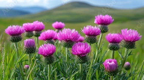 Vibrant Pink Thistle Blossoms in a Mountain Meadow