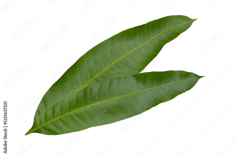 Obraz premium Mango leaves on white background.