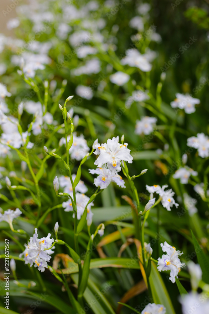 Beautiful Iris japonica flower in Japan park Beautiful Iris japonica flower in Japan park