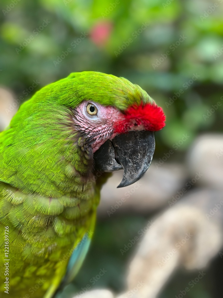 Naklejka premium Vibrant Green Parrot Close-Up with Bold Red Accents