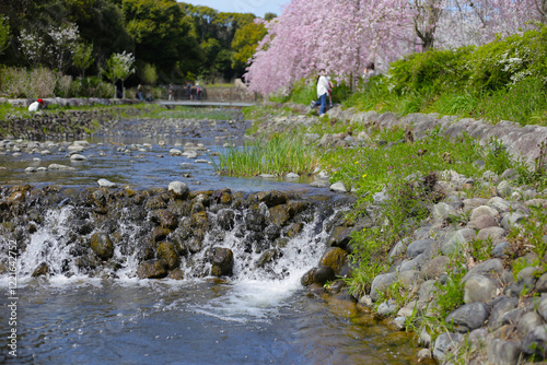 Small canal with Cherry blossoms in full bloom, Natural and Cultural Gardens, The Expo 70 Commemorative Park, Osaka, Japan photo