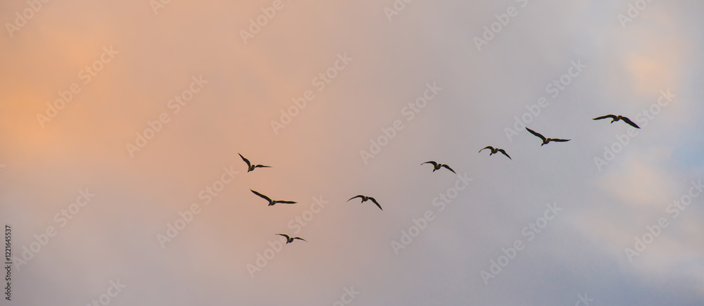 Birds flying in a blue cloudy sky in the light of sunrise in winter, Almere, Flevoland, The Netherlands, January 26, 2025