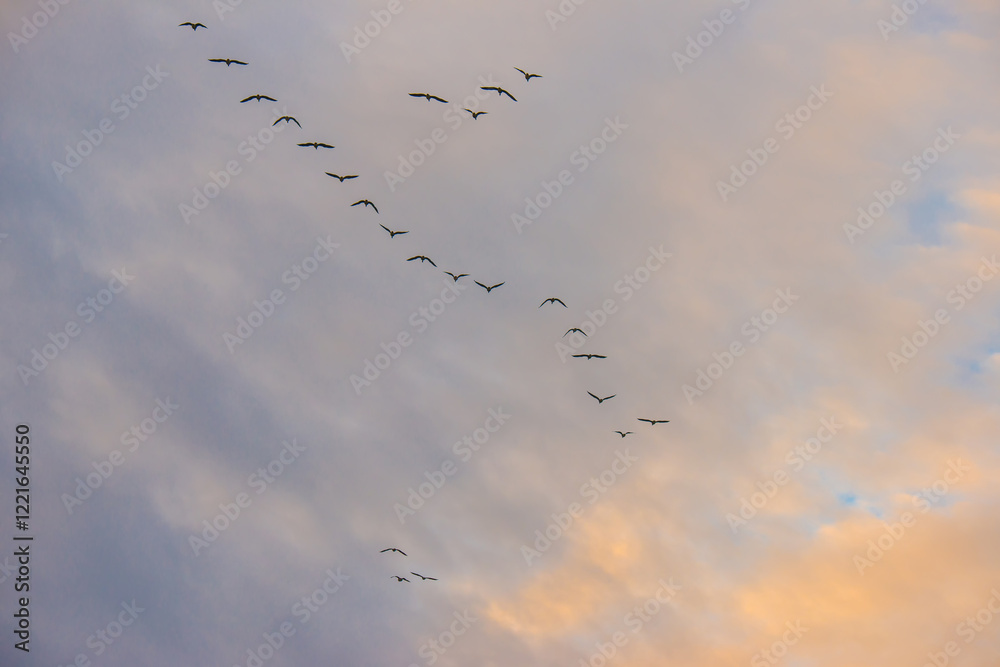 Birds flying in a blue cloudy sky in the light of sunrise in winter, Almere, Flevoland, The Netherlands, January 26, 2025 Birds flying in a blue cloudy sky in the light of sunrise in winter, Almere, Flevoland, The Netherlands, January 26, 2025