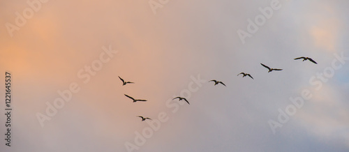 Obraz na płótnie Birds flying in a blue cloudy sky in the light of sunrise in winter, Almere, Flevoland, The Netherlands, January 26, 2025 w salonie
