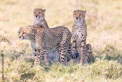 Cheetah Mom Spies Dinner for Family