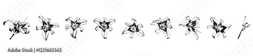 Set of isolated vector illustrations of black and white lilies on white background