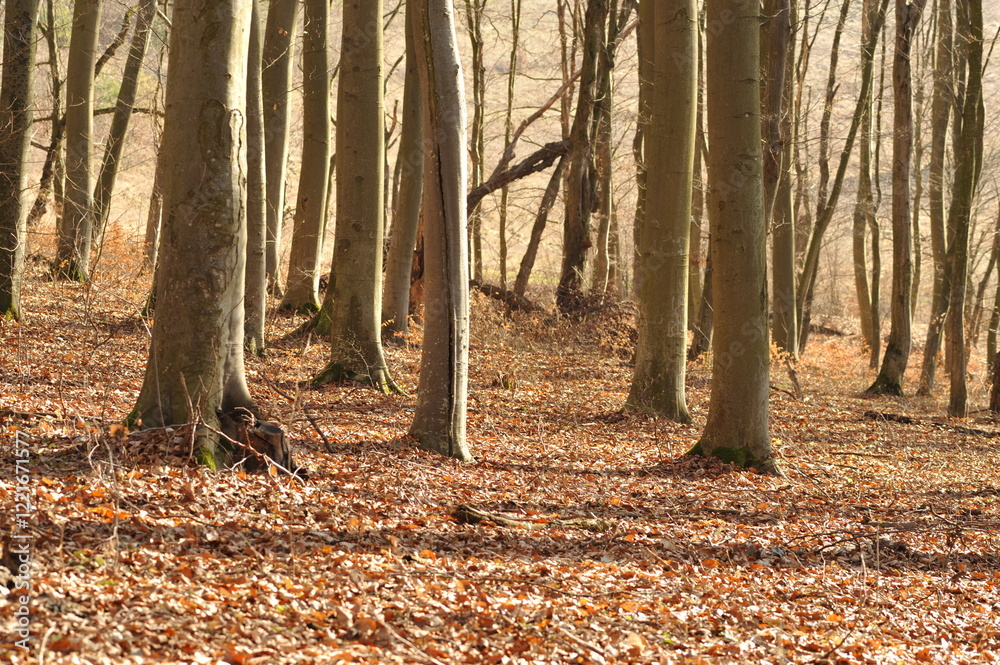 Beech trees in the autumn forest Beech trees in the autumn forest