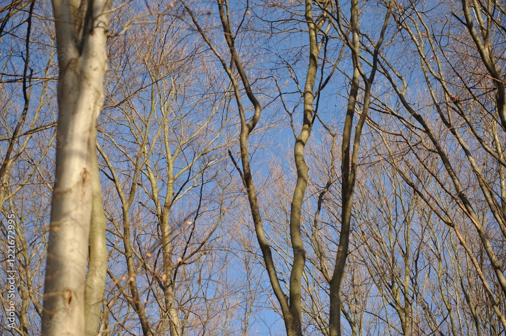 Gray branches on beech trees in the forest, blue autumn sky