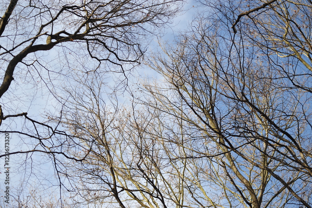 Gray branches on beech trees in the forest, blue autumn sky Gray branches on beech trees in the forest, blue autumn sky