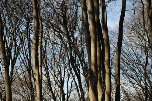 Gray branches on beech trees in the forest, blue autumn sky