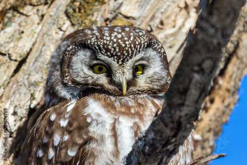 A close-up of Boreal owl (Aegolius funereus) or Tengmalm's owl in winter photo