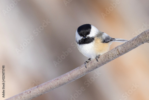 black-capped chickadee (Poecile atricapillus) in winter photo