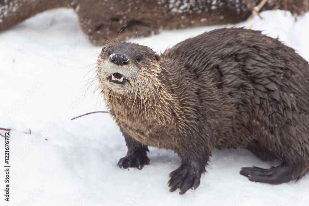 Obraz premium American river otter (Lontra canadensis) in winter