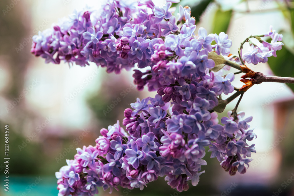 Branch with spring lilac flowers. Blooming spring background. Lilac background Branch with spring lilac flowers. Blooming spring background. Lilac background