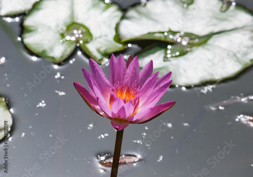 Fotografi Blooming nymphea closeup (Lat. - nymphaea)