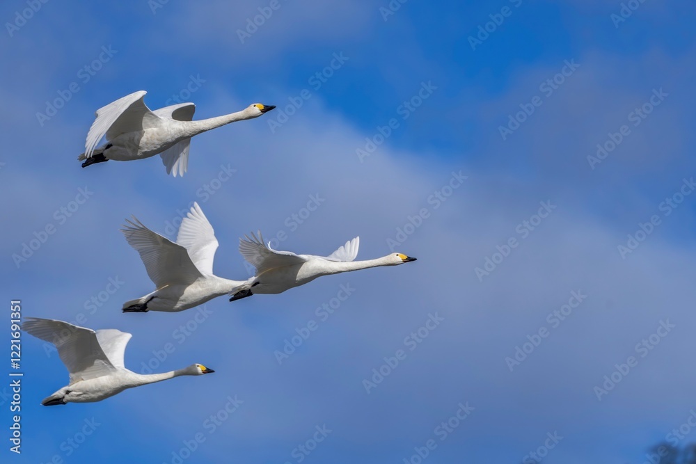 Fototapeta premium 青空バックに優雅に飛ぶコハクチョウの群れ