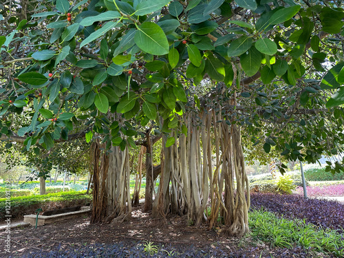 Ficus indica or Indian banyan (lat.- Ficus benghalensis)