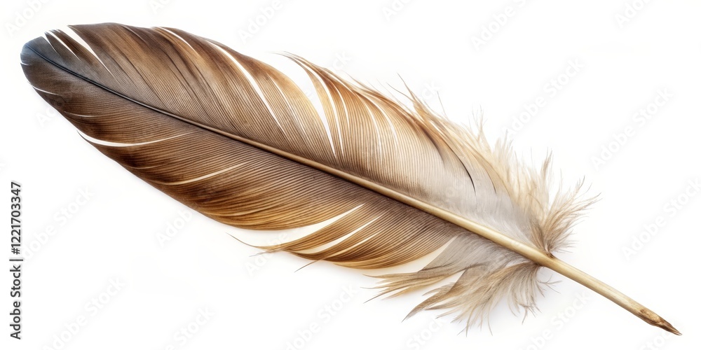 Fototapeta premium Single Bird Feather on White Background