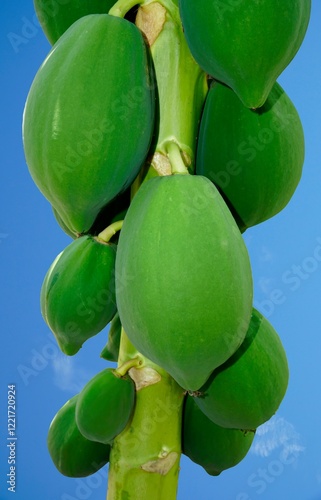 papaw tree with an abundance of green papaws with a sky background photo